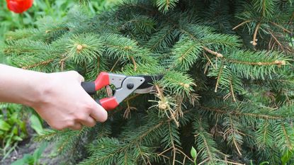 A hand pruning a spruce tree