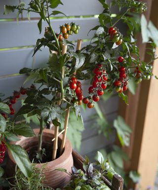 A tomato plant growing in a pot supported with a trellis