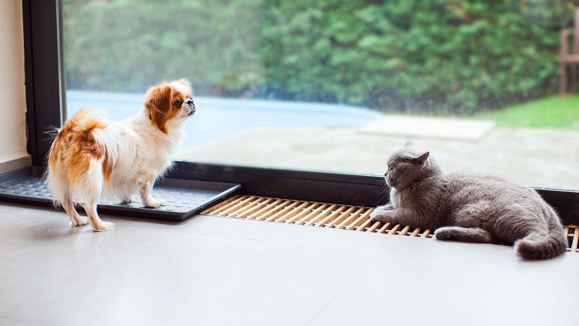 Japanese Chin with cat