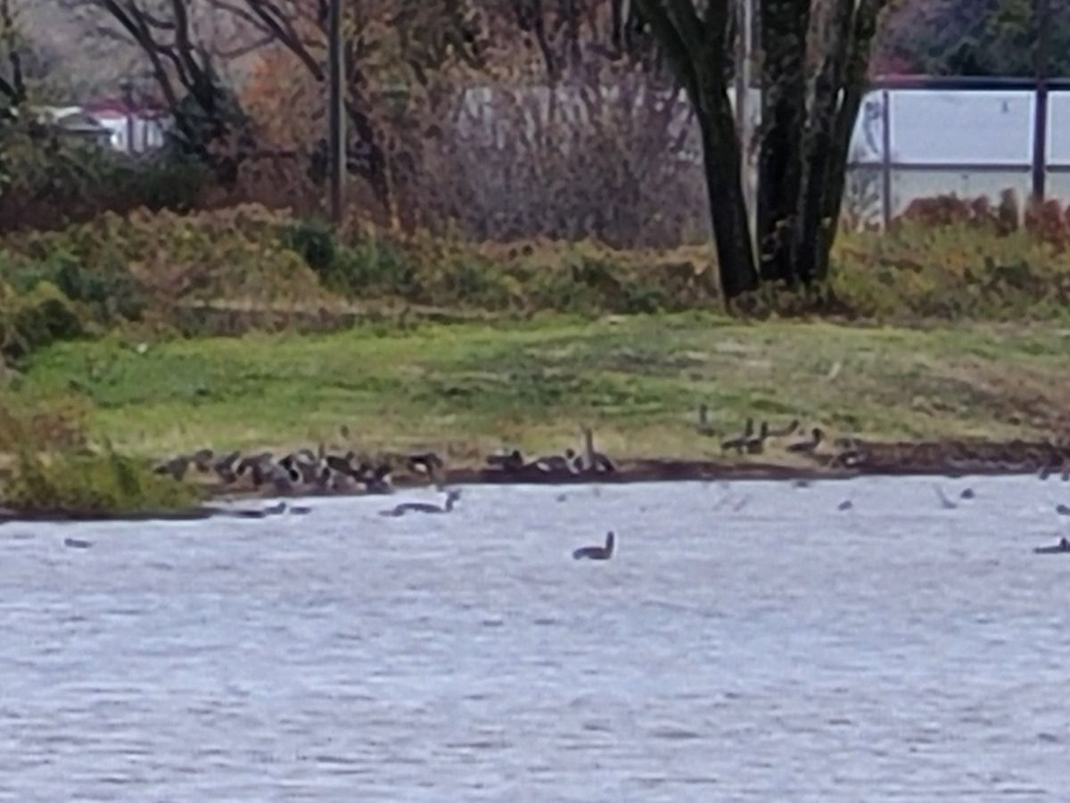 Samsung Galaxy S20 FE 30x max telephoto zoom