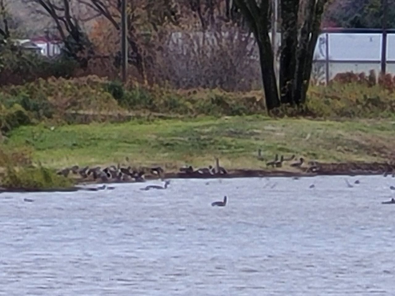 Samsung Galaxy S20 FE 30x max telephoto zoom
