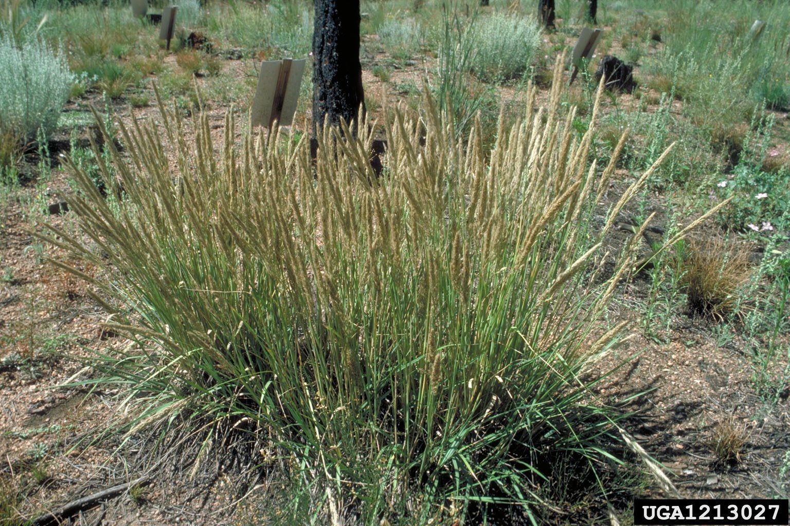 Prairie Junegrass Information - Learn About Junegrass In