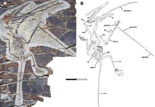 The fossil skeleton of Monkeydactyl clearly shows thumbs on its tiny hands.