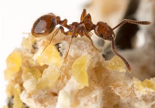 This parasitic ant, called <i>Megalomyrmex symmetochus</i>, crashes colonies of fungus-farming ants (<i>Sericomyrmex amabilis</i>), eating their crops and killing their babies.