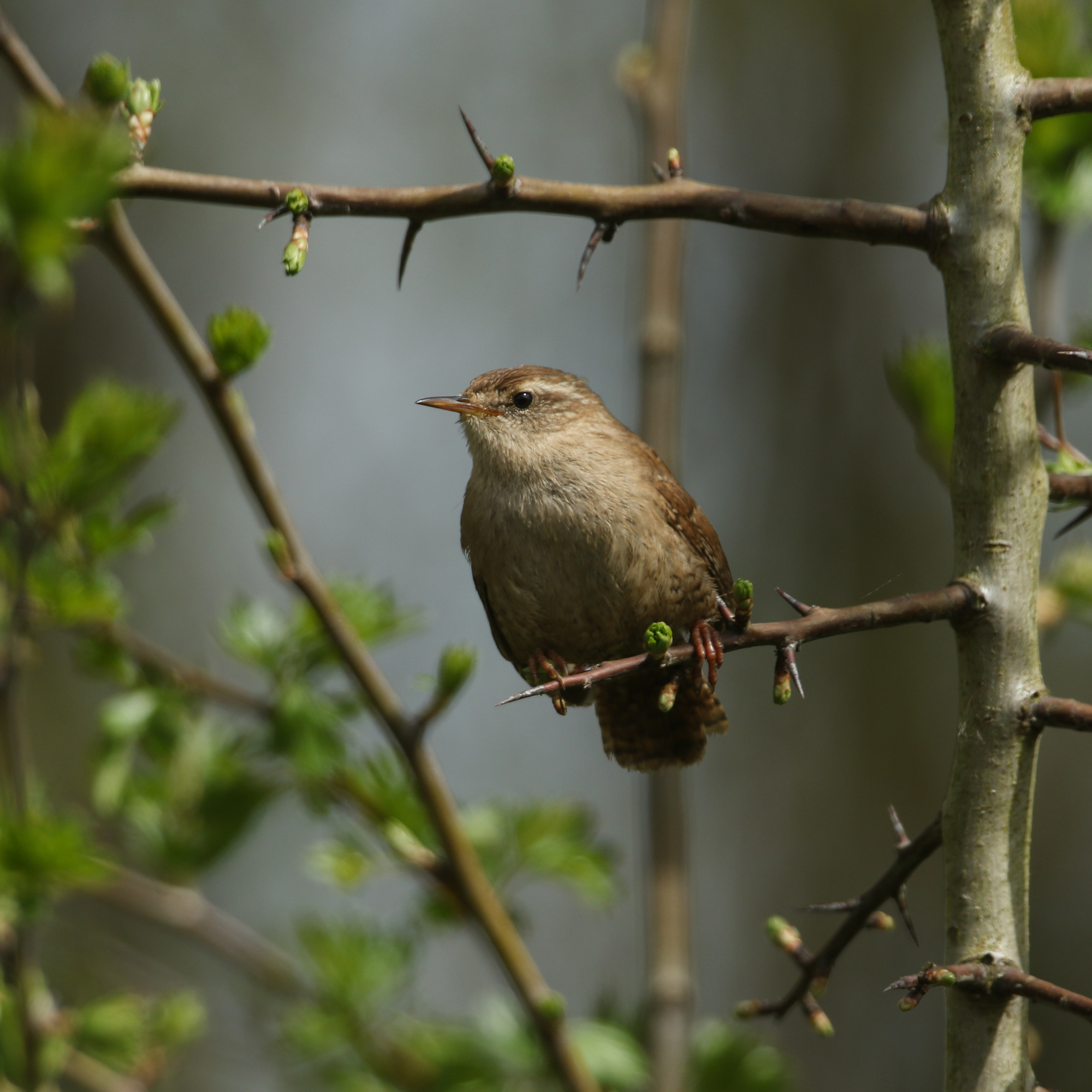 Wren perched on a hawthorn branch