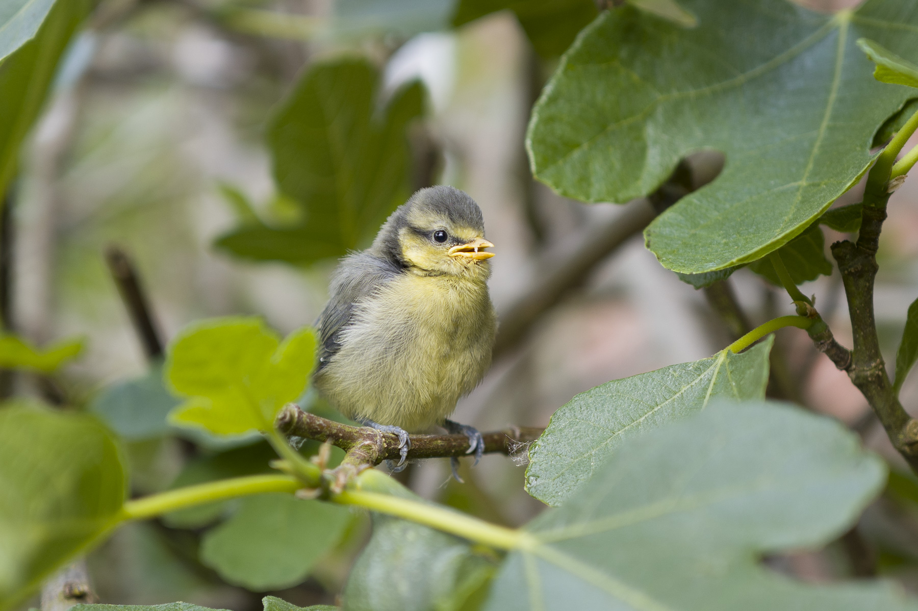 Garden bird wildlife photo using the Leica Q3's 90mm digital crop