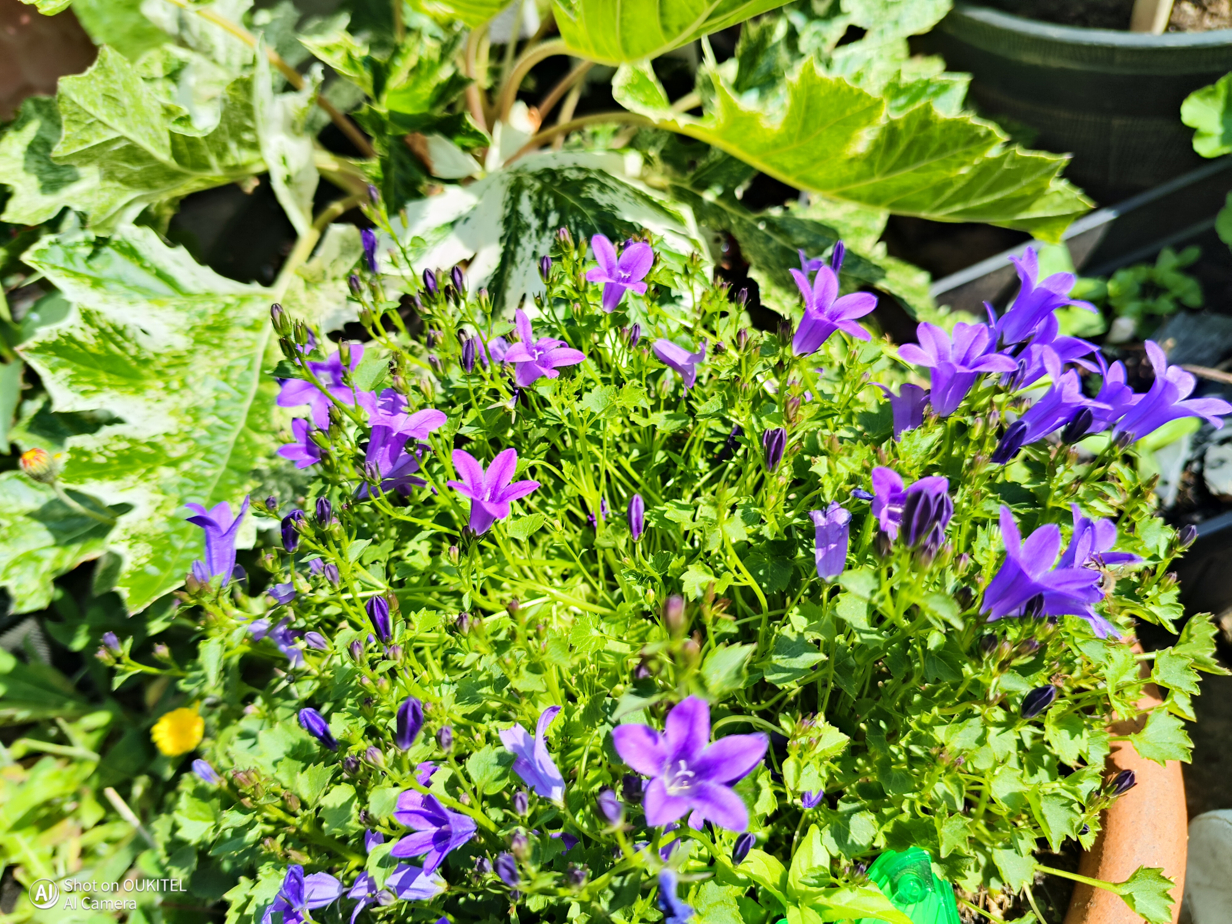 Oukitel WP210 Photo Examples