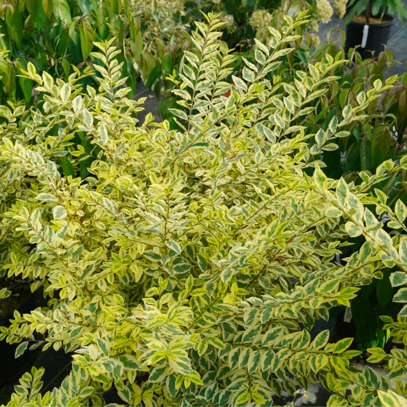 Good Vibrations® Privet