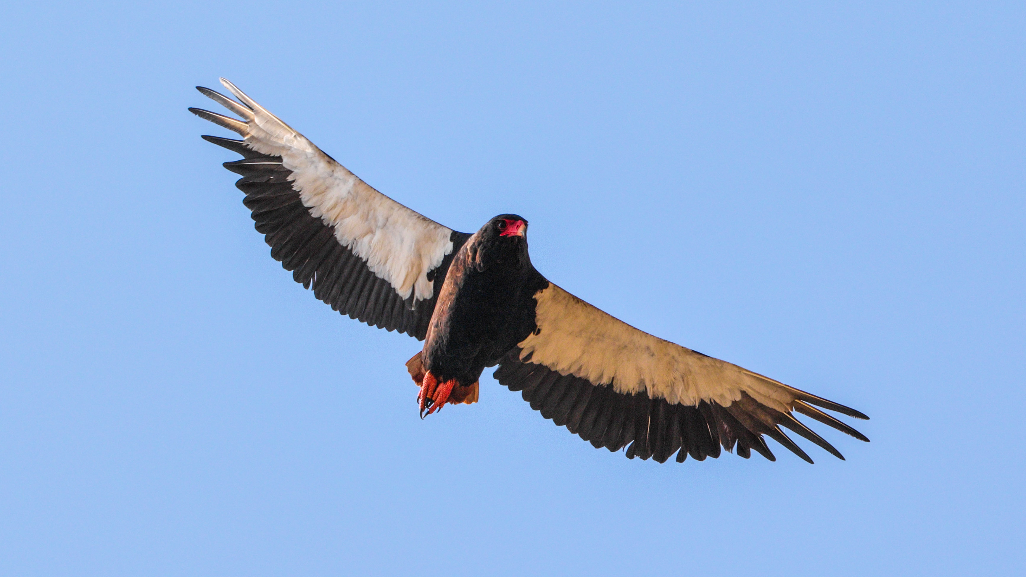 Bateleur eagle in flight