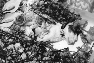 Cat's dead body in flowers.