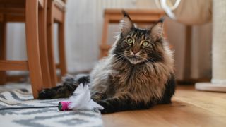 Maine coon sitting in the dining room