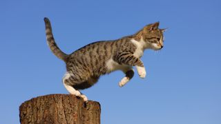 Cat jumping off tree stump