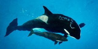 A killer whale named Kyara, shown here with her mom Takara, died on July 24, 2017, at SeaWorld San Antonio. She was just 3 months old.