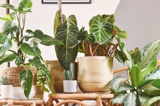 selection of houseplants