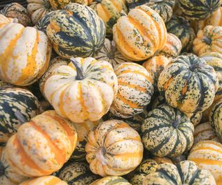 carnival squash fruits gathered in group