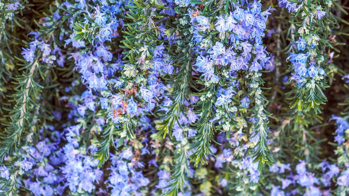 6 Low-Water Plants That Soften Hard Landscaping for a Divine Designer-Look Garden Without the Hard Work (and Yes, You Can Grow Them All in Planters, Too)