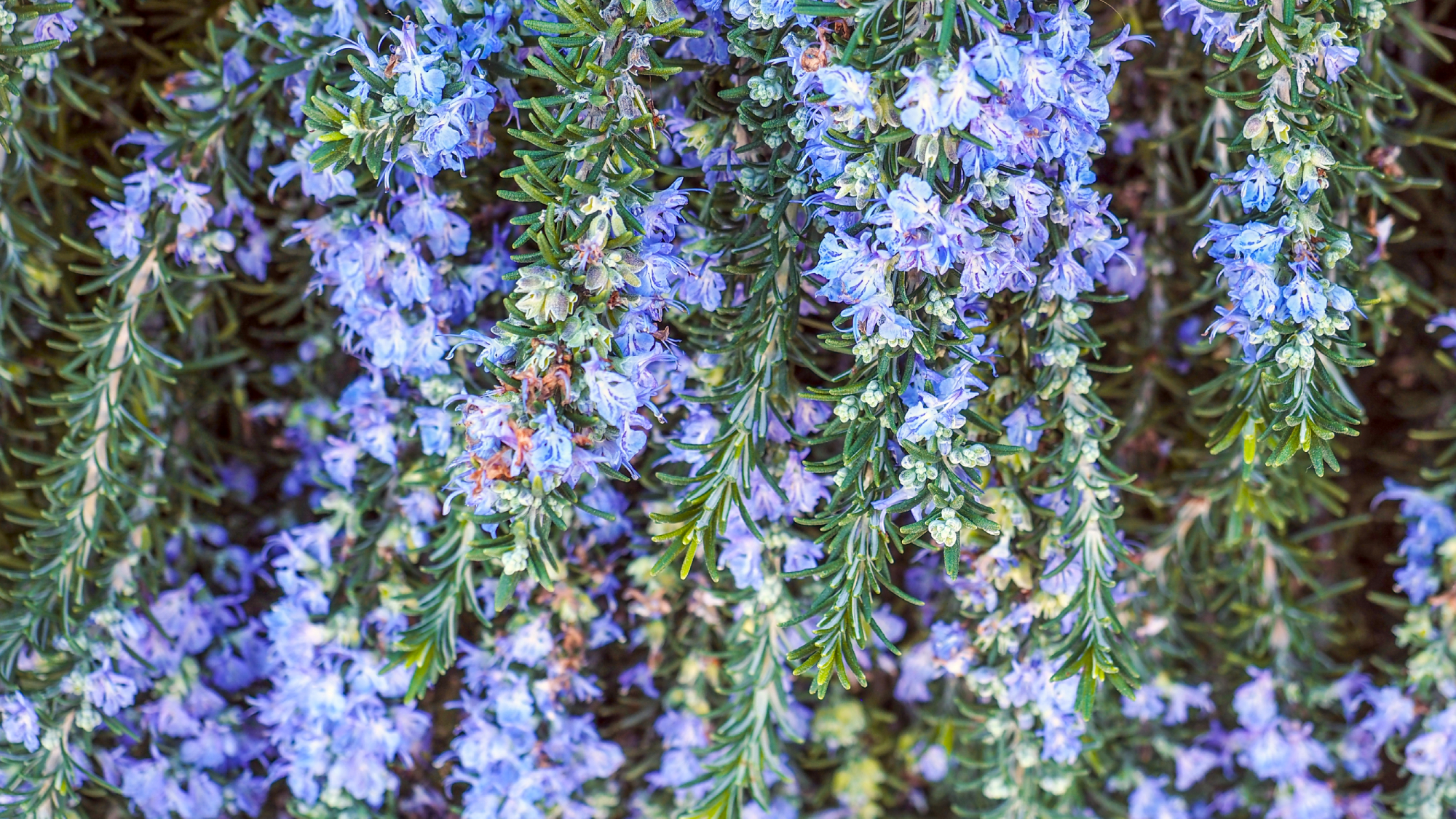 creeping prostrate rosemary with blue flowers