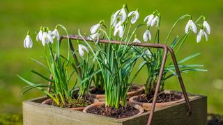 snowdrops growing in pots