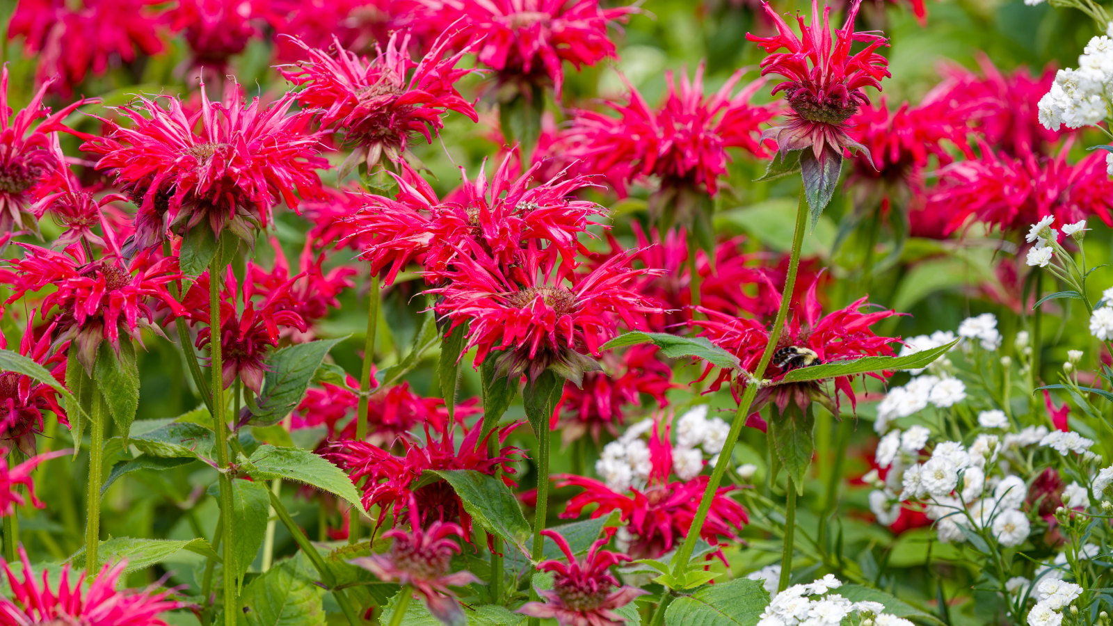 Bee balm plants with scarlet blooms in a mixed flower border