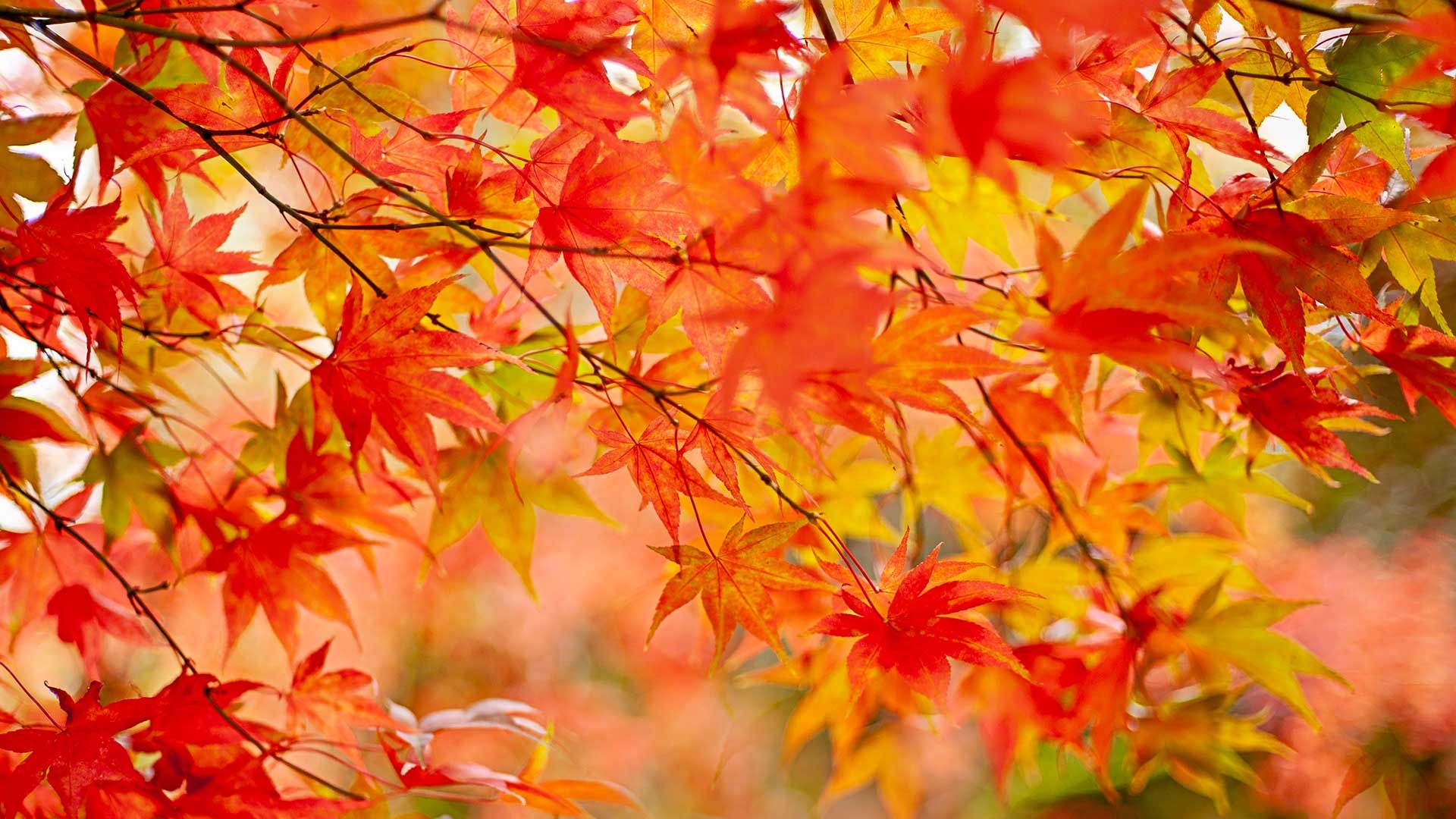 orange acer leaves on tree