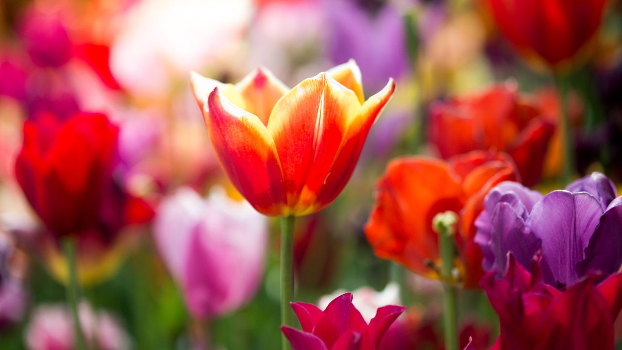 April Brings Showers, Flowers and Your Financial Fitness Plan From a Financial Planner