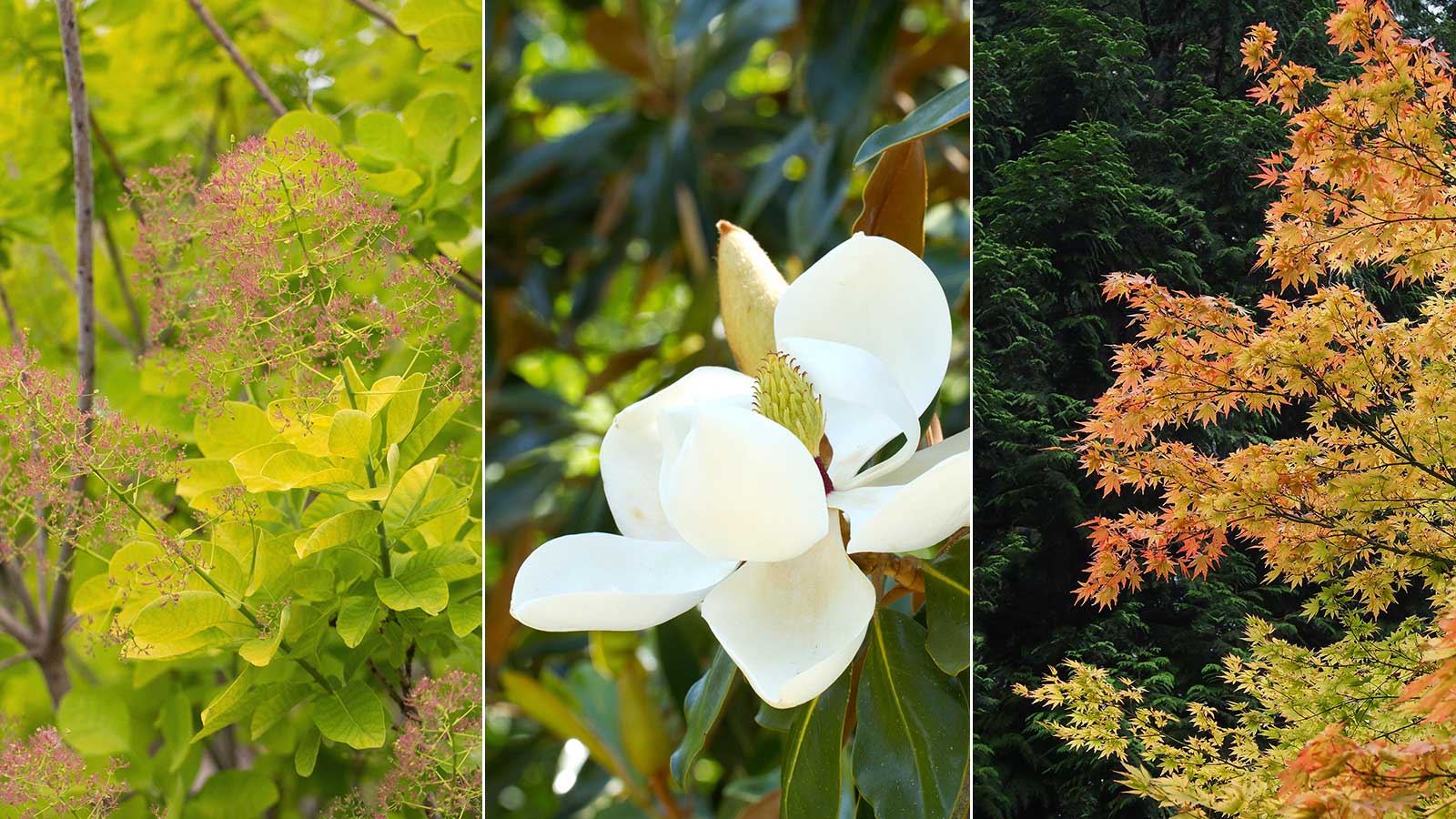 Little Girl' Magnolias Are Just the Right Size for Most Gardens