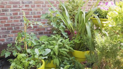 A balcony vegetable garden with crops growing in pots