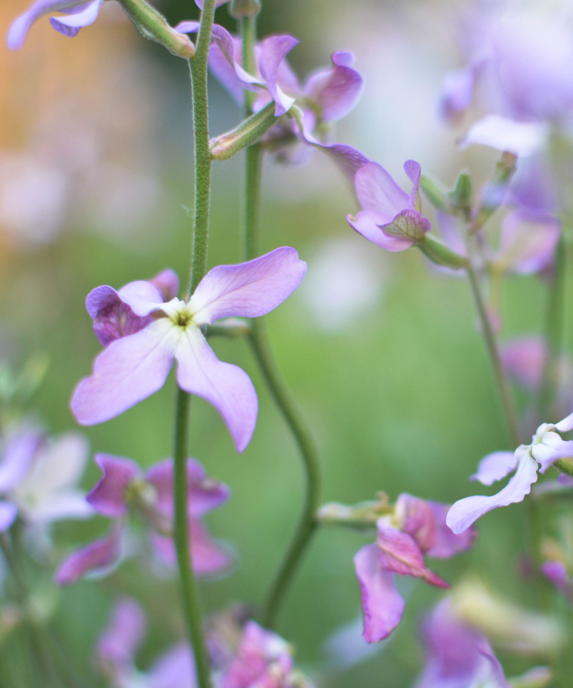 lilac and white night scented stock flowers