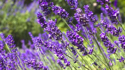 Lavender flowers up close