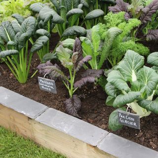 Vegetable patch with mustard 'Continental Mixed', pak choi 'Glacier' and Japanese spinach at RHS Chelsea Flower Show 2024