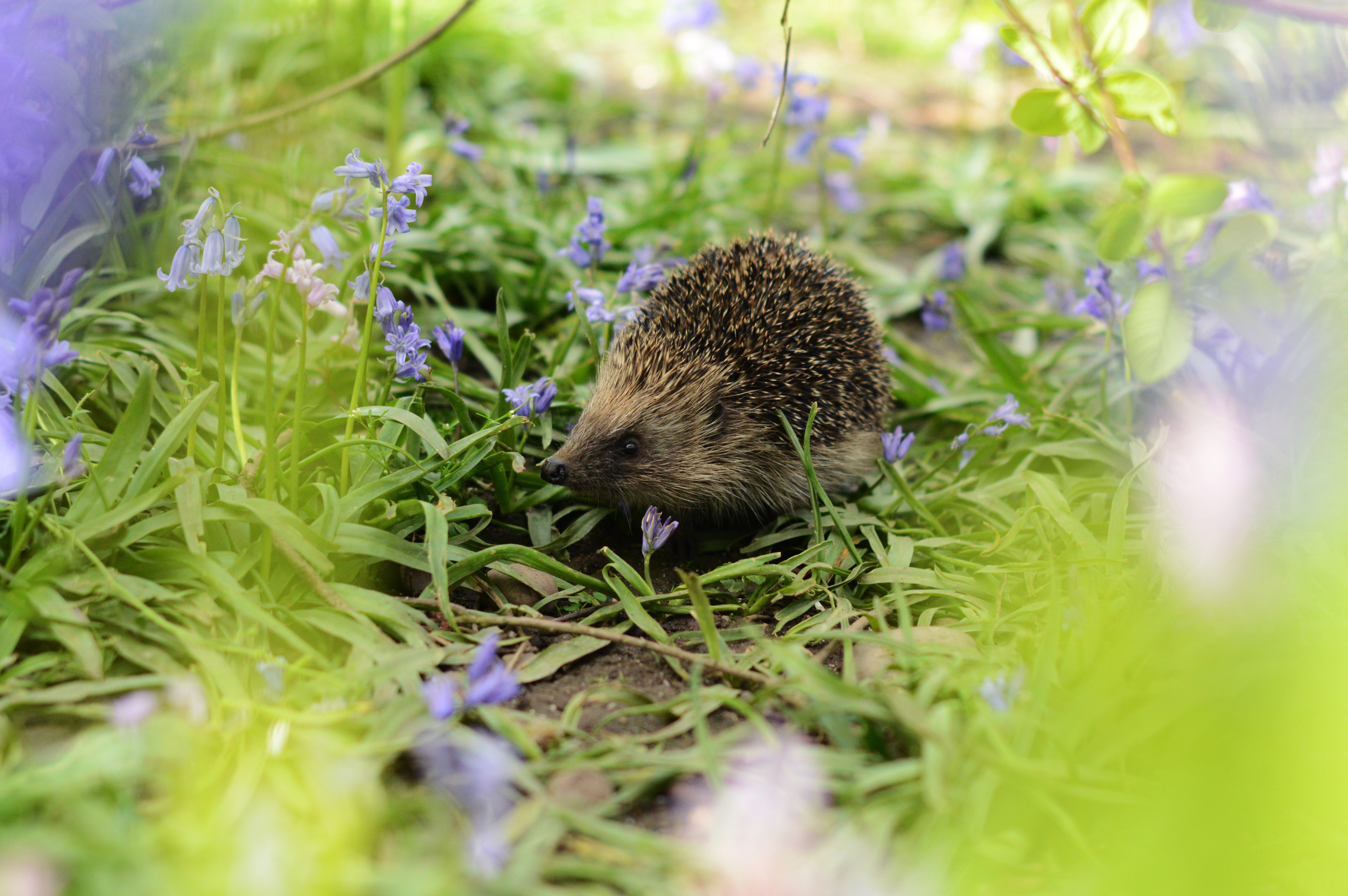 hedgehog