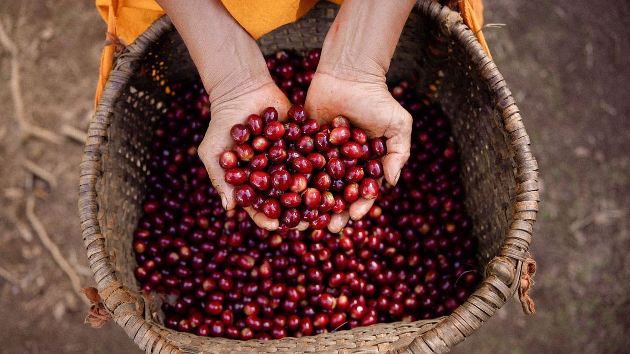 How to choose ethical coffee: two hands cupping red coffee beans in a basket