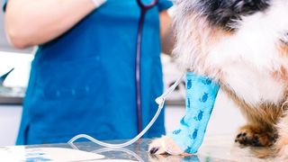 Dog receiving IV fluids in the presence of a vet
