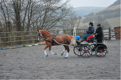 Emily Ham driving in her arena at home