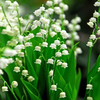 Lily of the Valley