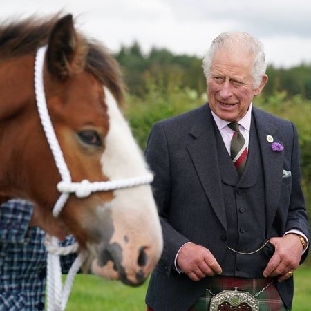 King Charles at Lanark Auction Market