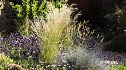 Bed planted with native grasses