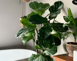 fiddle leaf fig plant in bathroom