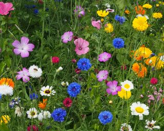 annual flowers growing in mixed meadow style planting