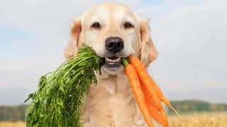 Dog with bunch of carrots