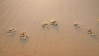 best ways to memorialize your pet — dog paws in the sand