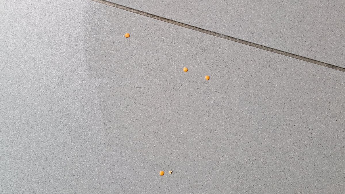 Four lentils and an oat on the floor, plus a couple of strands of dog hair, following cleaning test with HW3