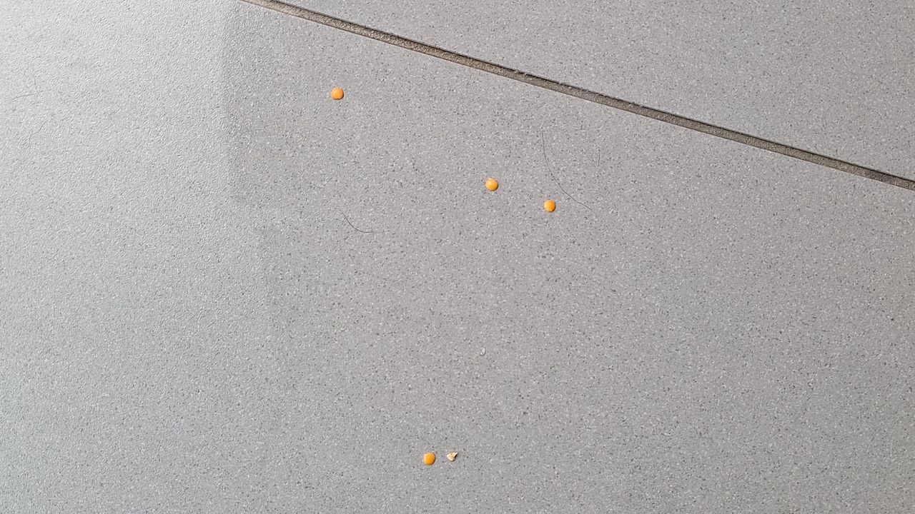 Four lentils and an oat on the floor, plus a couple of strands of dog hair, following cleaning test with HW3