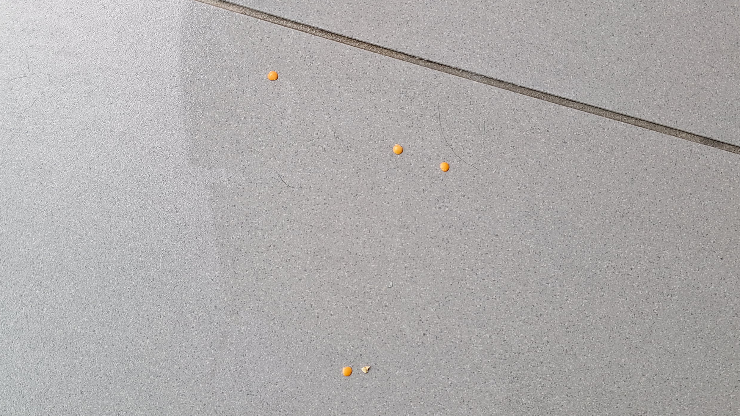Four lentils and an oat on the floor, plus a couple of strands of dog hair, following cleaning test with HW3