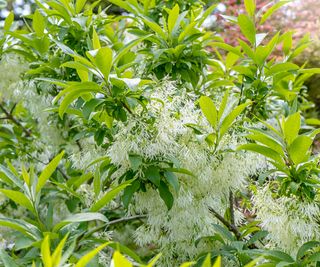 fringe tree (Chionanthus virginicus)