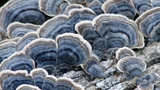 Blue Turkey Tail