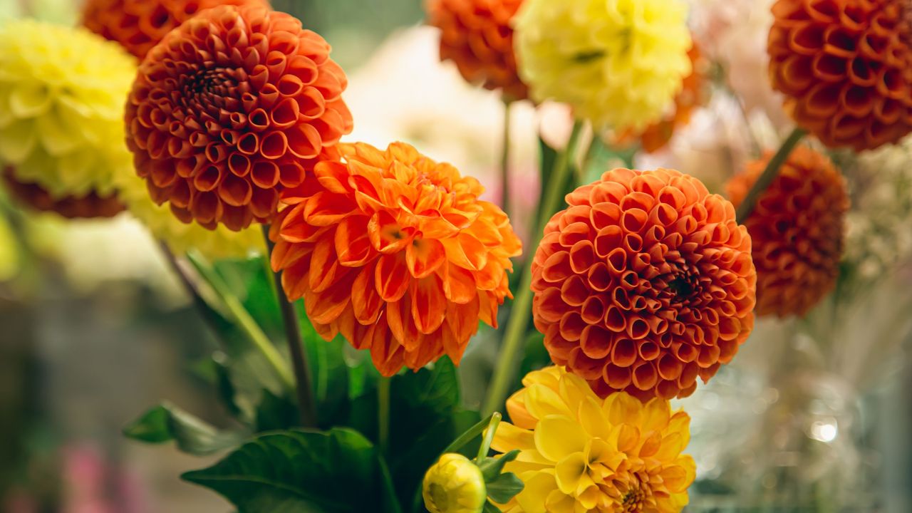 Dahlias clustered together in autumn colours of orange and yellow