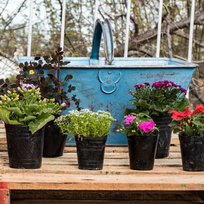 Organic rooftop garden kit