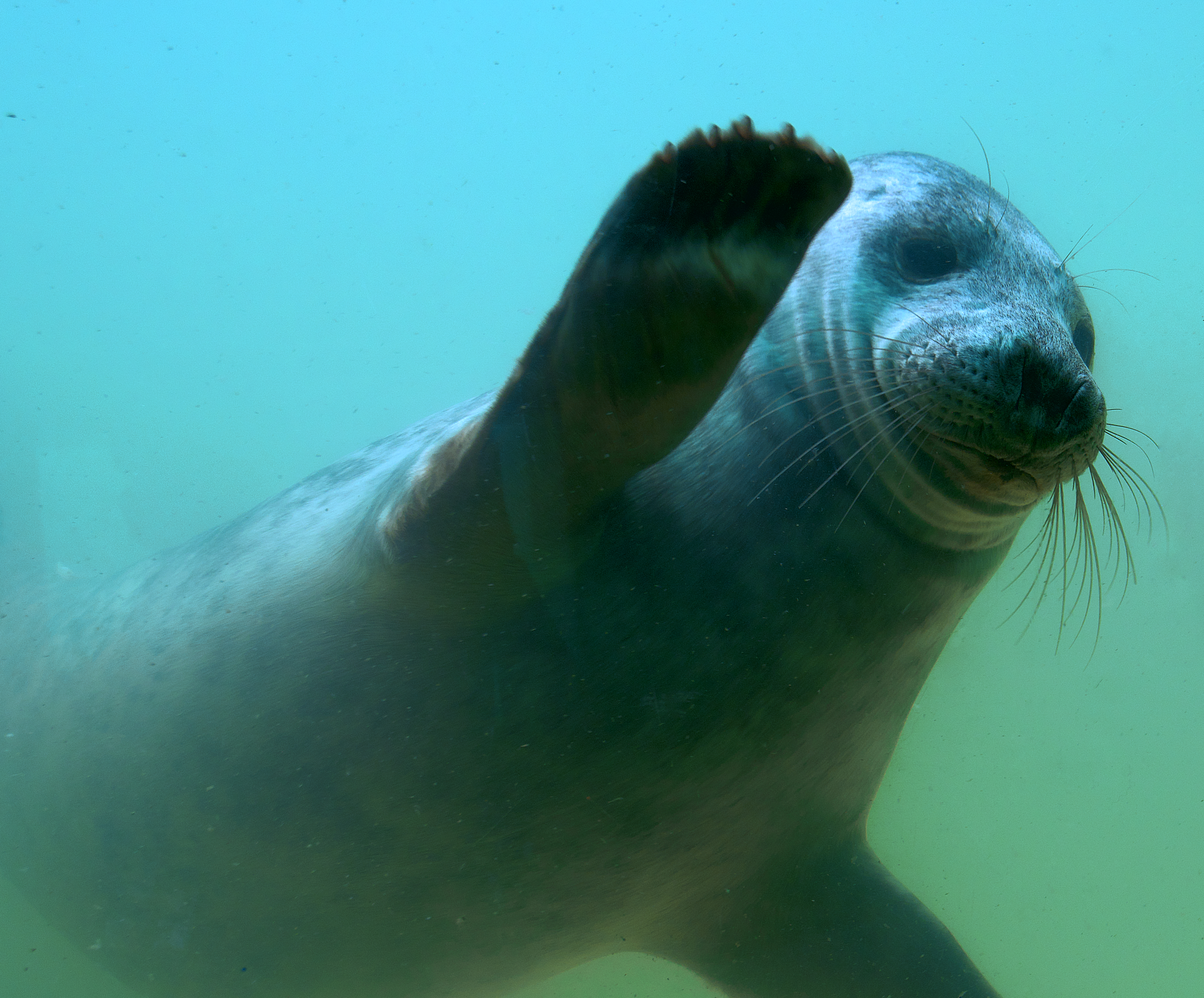 A grey seal wave