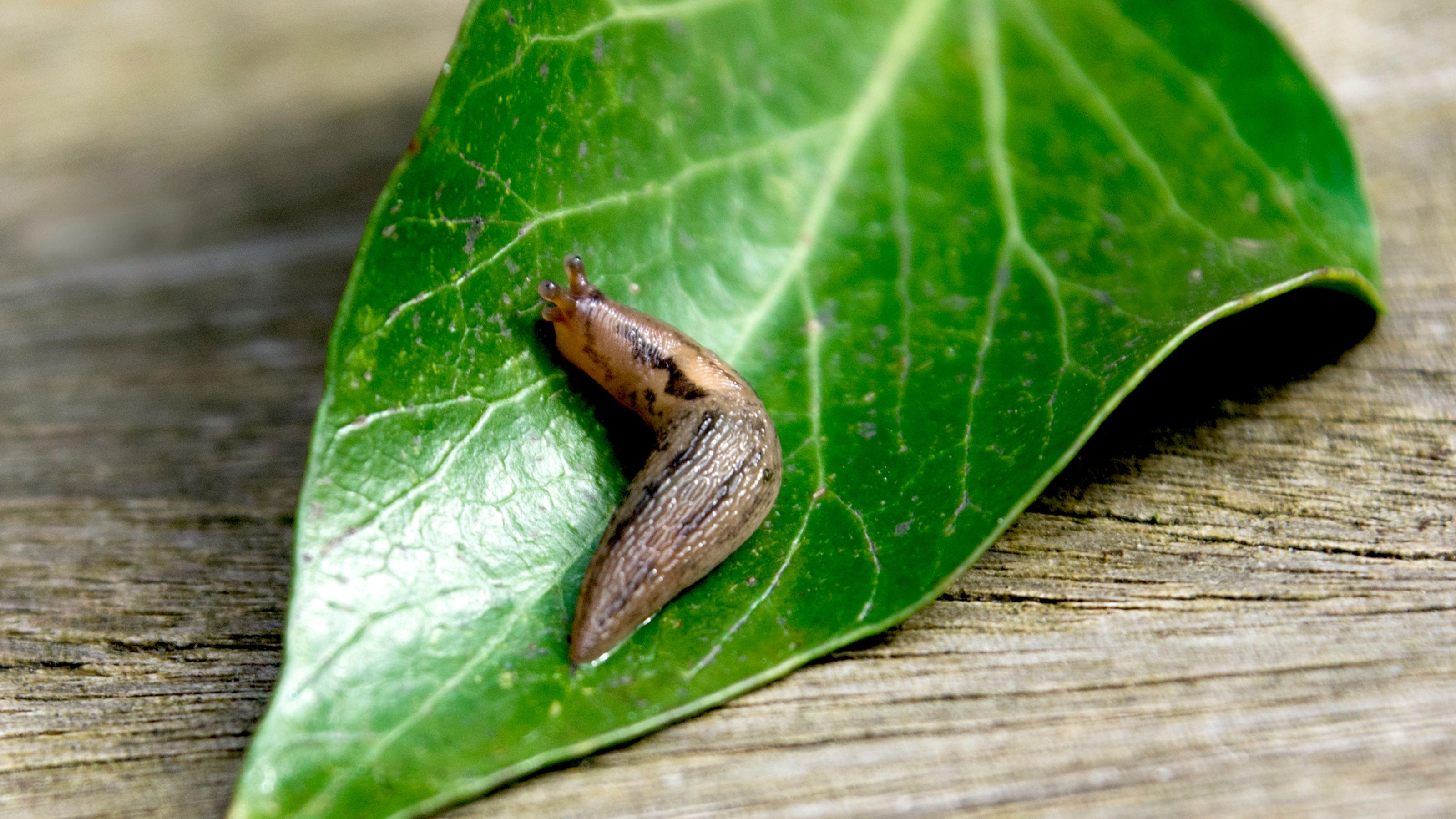 Slug on leaf